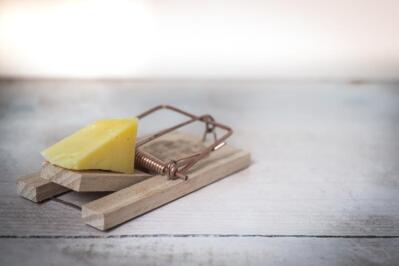 Close-up of a mouse trap