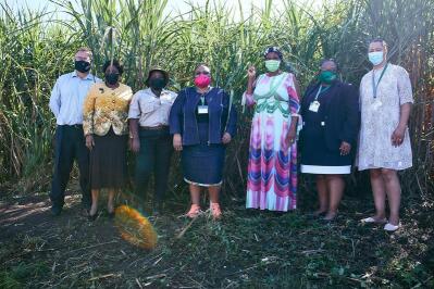 People stand in a sugar cane field. 