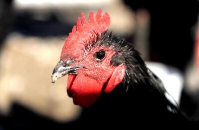 A black and red chicken.