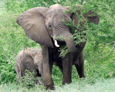 An elephant feeding