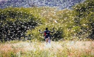 A boy runs towards a swarm of locusts in a field.