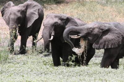 We no longer have sufficient land to keep them,' says Ezemvelo as 69  elephants roam out of their territory | African News Agency