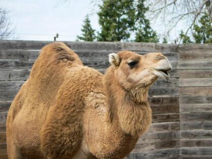 The Dromedary or Arabian camel is the national animal of Tunisia. Picture: Sedgwick County Zoo/Twitter