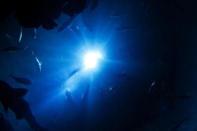 Light shines down through the surface of the ocean as fish swim.