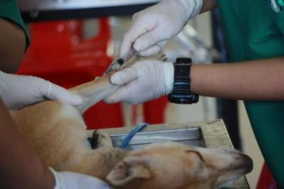 A veterinarian injecting a dog on the leg