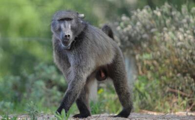 A baboon walks through the bush.