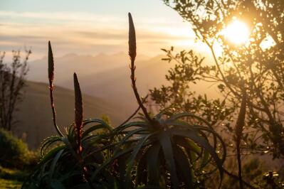 Aloes are silhouetted as the sun sets behind the hills.